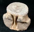 Champsosaurus Vertebrae (Cretaceous Reptile) #12697-1